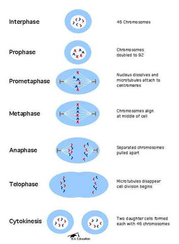 Mitosis and Cytokinesis - Spencer Biology